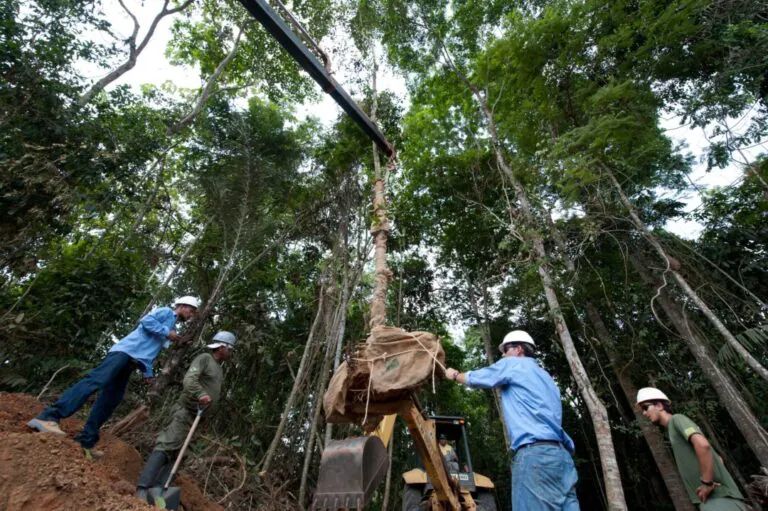 árvore quase extinta é registrada no Pará