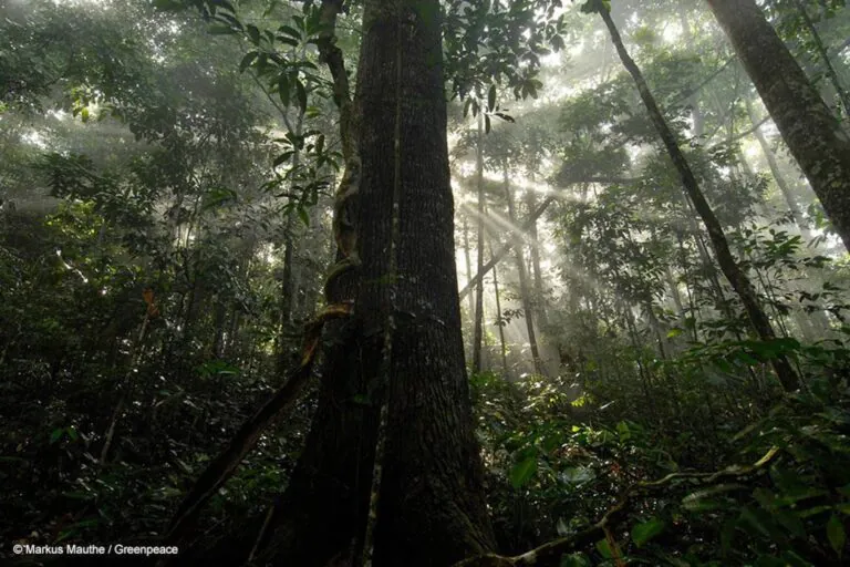 Brasil acelera na captação de recursos para o clima, mas investimento em florestas é mínimo