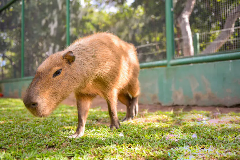 Capivara late? Biólogo explica vocalização do animal