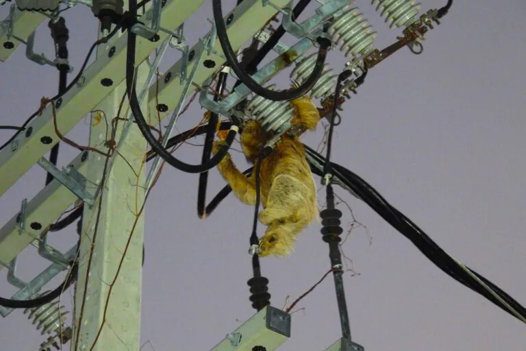 Preguiças morrem eletrocutadas em meio à expansão imobiliária na Bahia