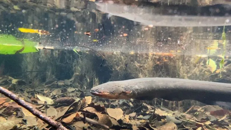 Você sabia que alguns peixes "se disfarçam" de cobras?