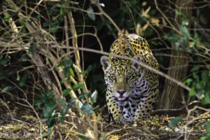 Está nas mãos do governo Lula ampliar a proteção do Pantanal