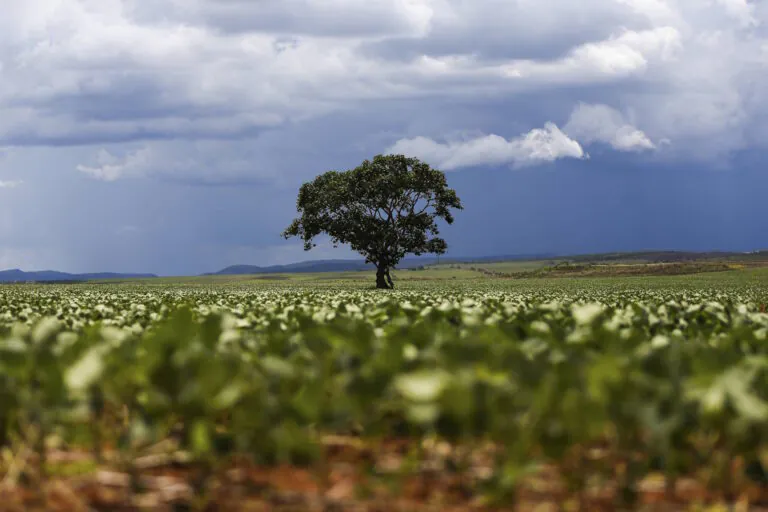 Iniciativa já investiu mais de R$ 600 mi para conter desmate da soja no Cerrado