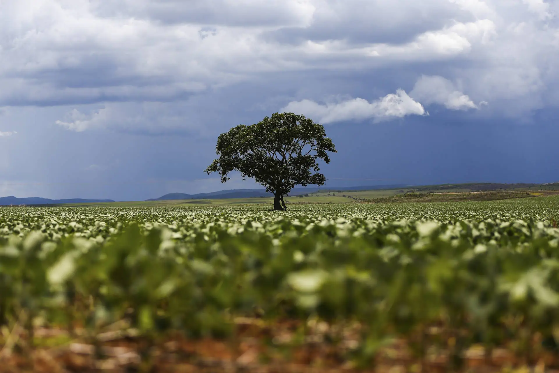 Iniciativa já investiu mais de R$ 600 mi para conter desmate da soja no Cerrado