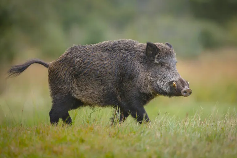 Javalis e outros invasores ameaçam a biodiversidade global
