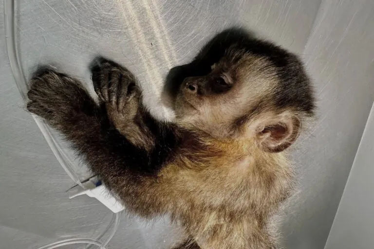 Morre Maria, macaco-prego encontrada ferida por tiro de chumbinho no Rio