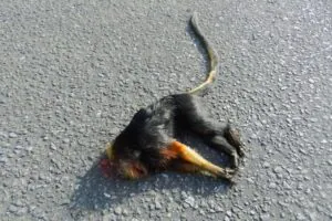 País precisa reagir às mortes de animais e pessoas em rodovias