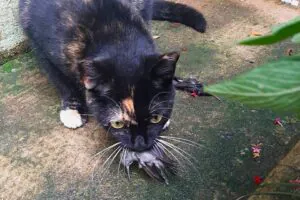 Projeto de lei quer transformar parque em “refúgio de gatos” em Belo Horizonte