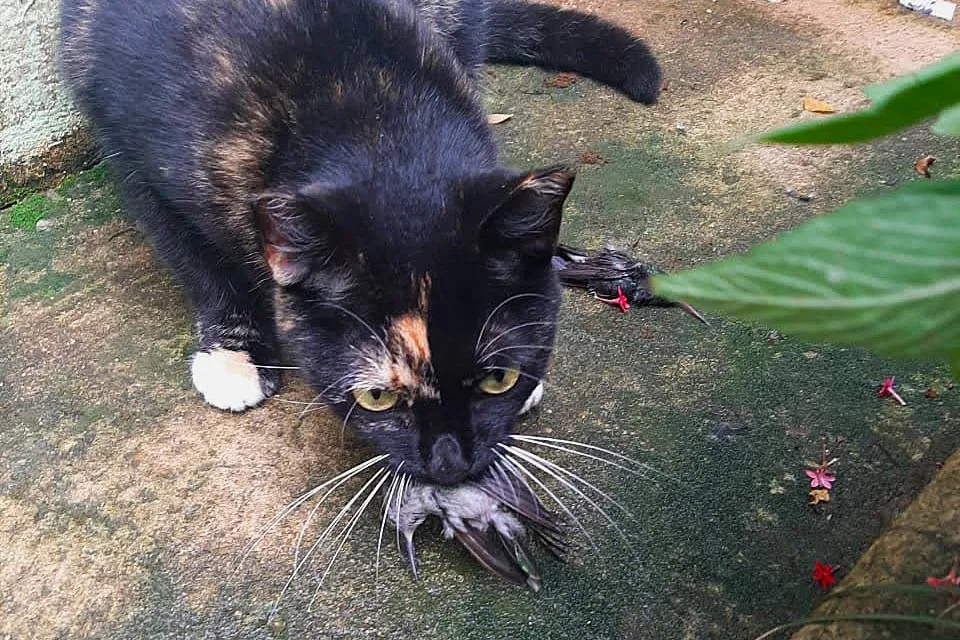 Projeto de lei quer transformar parque em “refúgio de gatos” em Belo Horizonte