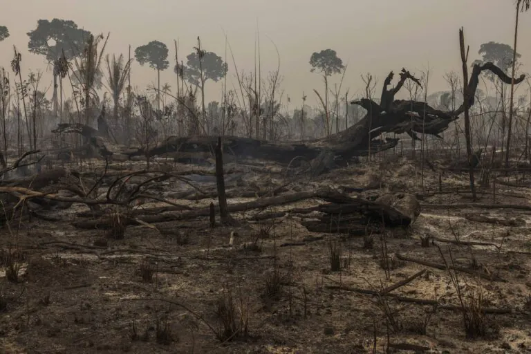 Queimadas caem nos biomas brasileiros em 2025, com exceção da Caatinga