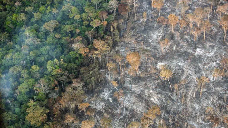 Riscos para a Amazônia da pavimentação da rodovia Manaus-Porto Velho