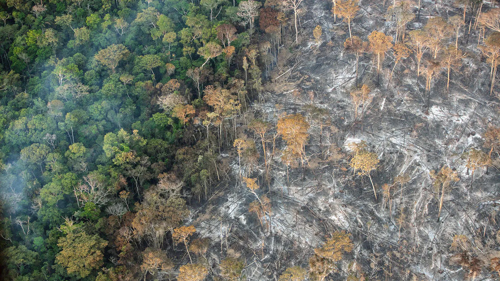Riscos para a Amazônia da pavimentação da rodovia Manaus-Porto Velho