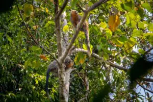 Zogue-zogue: um símbolo para Alta Floresta, no Mato Grosso