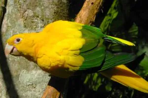 Área ambiental soube pelo noticiário da exportação de aves silvestres vivas