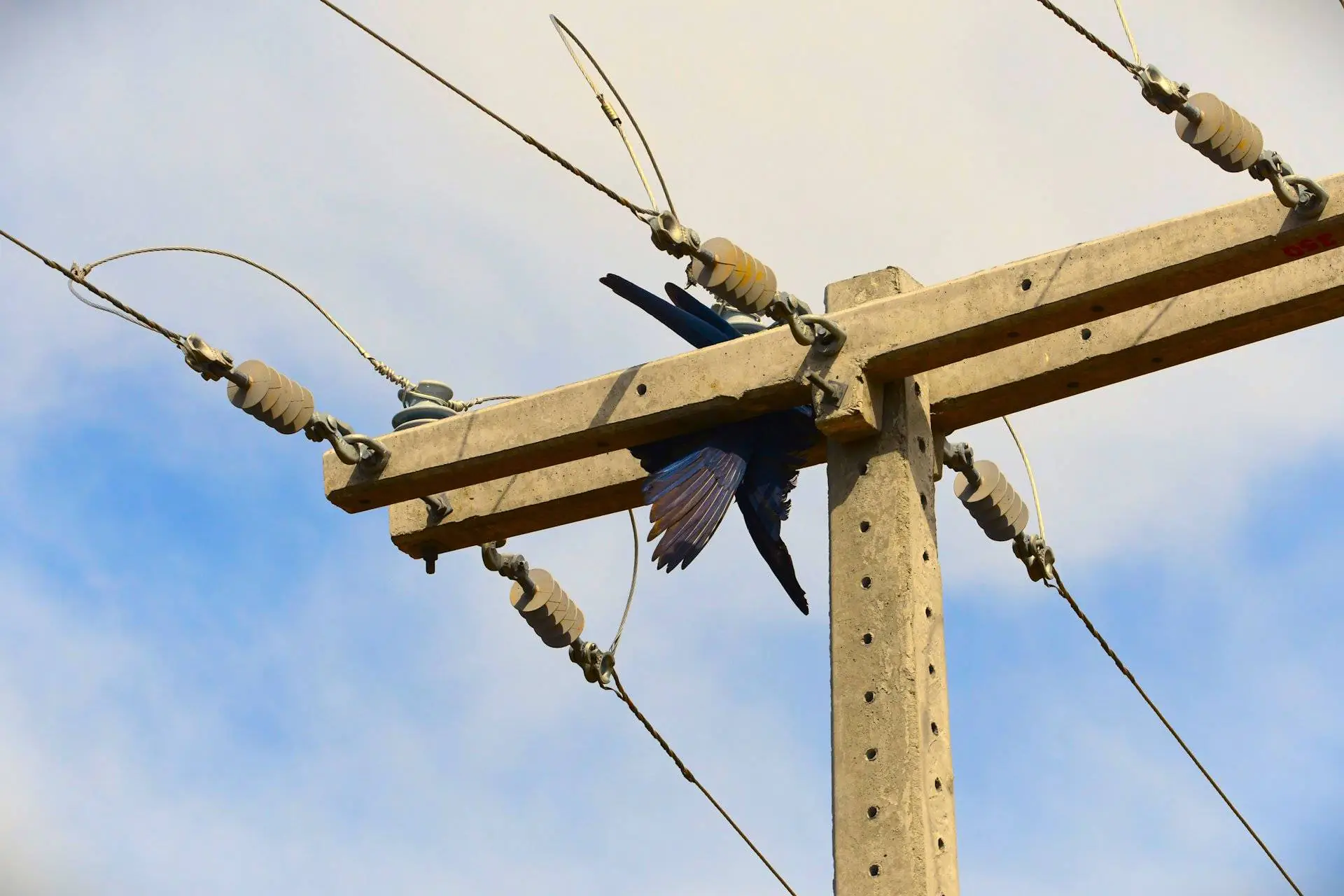 Atraso em acordo segue matando araras em redes elétricas na Bahia