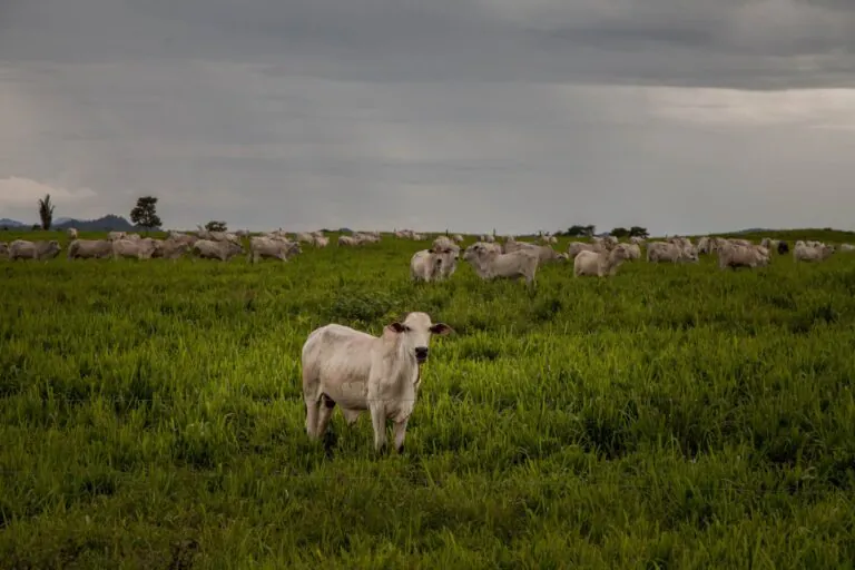 Dados sobre movimentação do gado produzido no Pará devem ser públicos, determina Justiça
