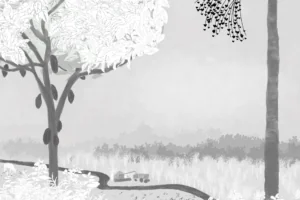 Entre búfalos e arroz, Marajó busca saídas sustentáveis para a crise climática