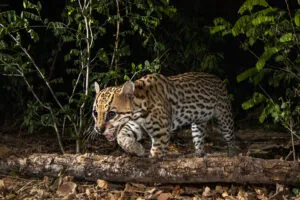 Estudo revela como felinos brasileiros reagem às mudanças humanas no meio ambiente