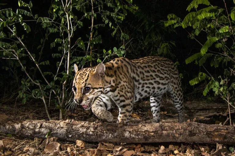 Estudo revela como felinos brasileiros reagem às mudanças humanas no meio ambiente