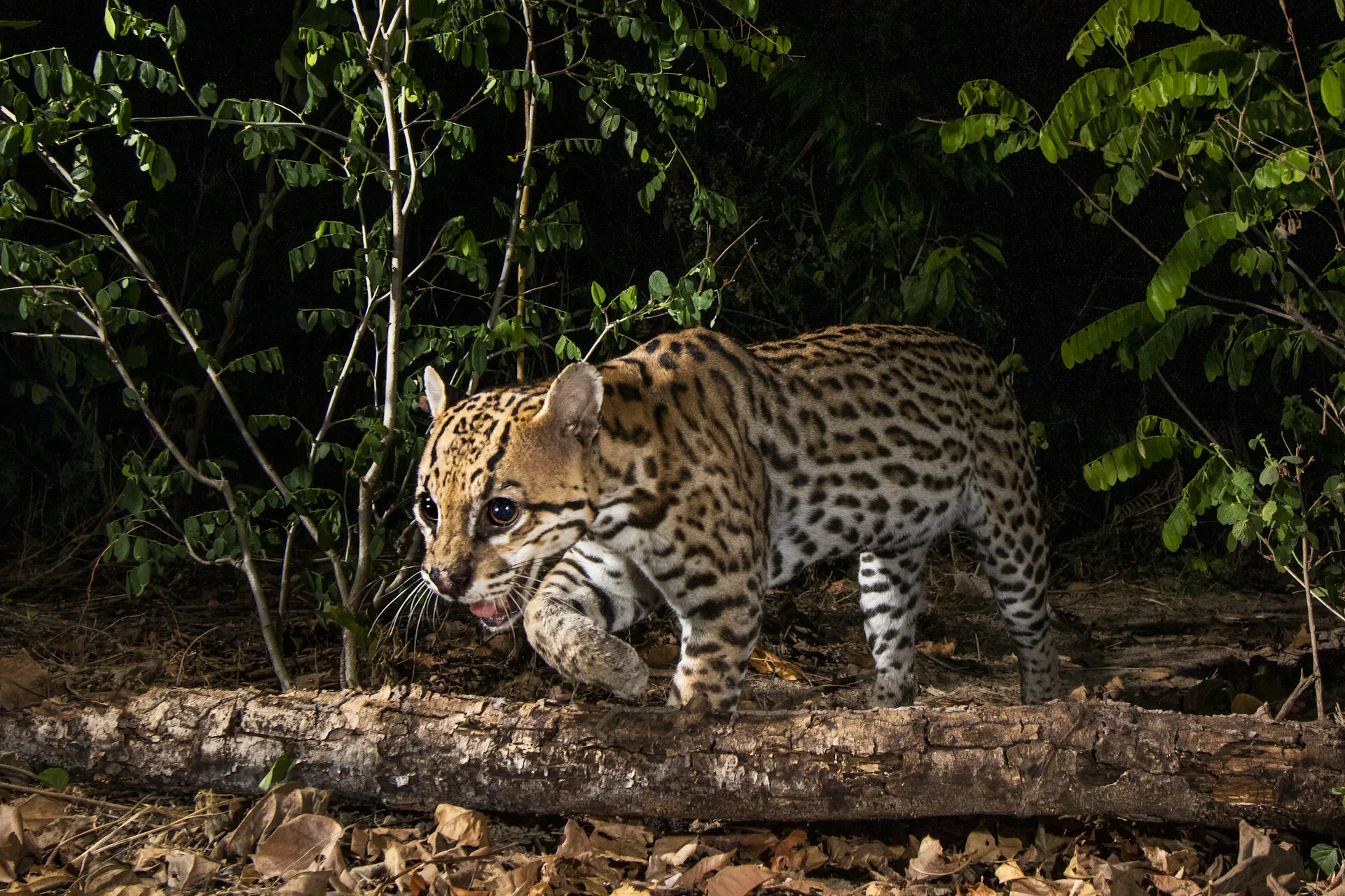Estudo revela como felinos brasileiros reagem às mudanças humanas no meio ambiente