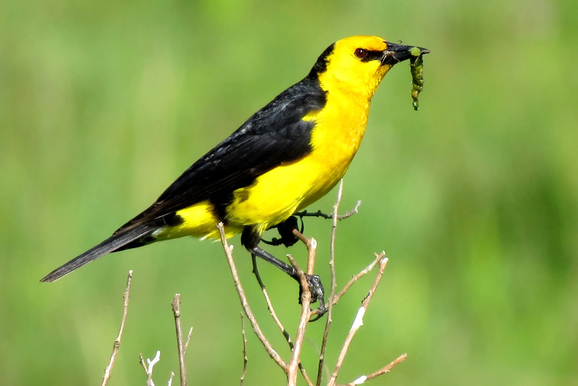 Mais da metade das espécies de aves do mundo está em declínio populacional