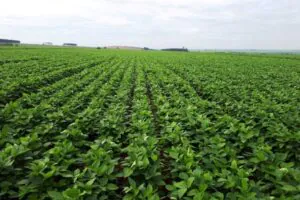 Manifesto pede revogação de decreto que adia georreferenciamento de imóveis rurais