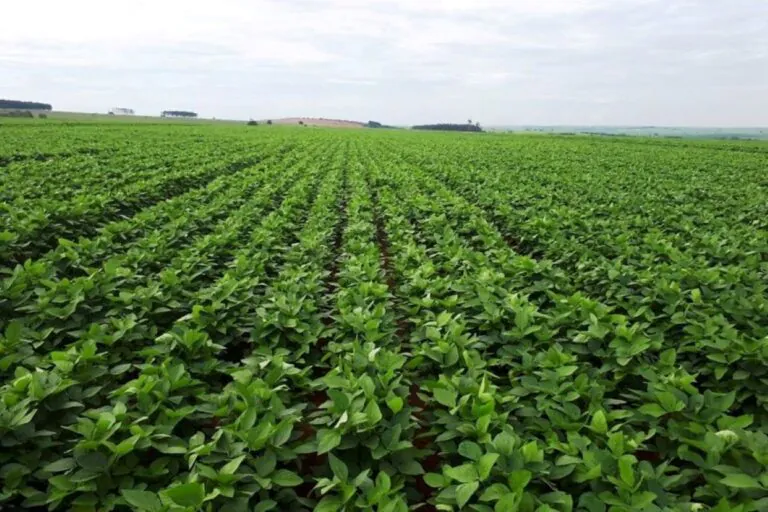 Manifesto pede revogação de decreto que adia georreferenciamento de imóveis rurais