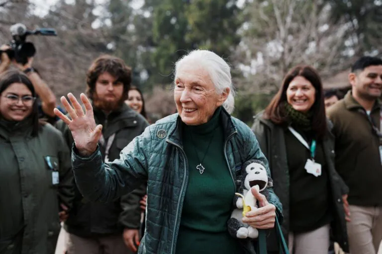 Morre Jane Goodall, a conservacionista que fez o mundo se apaixonar por chimpanzés
