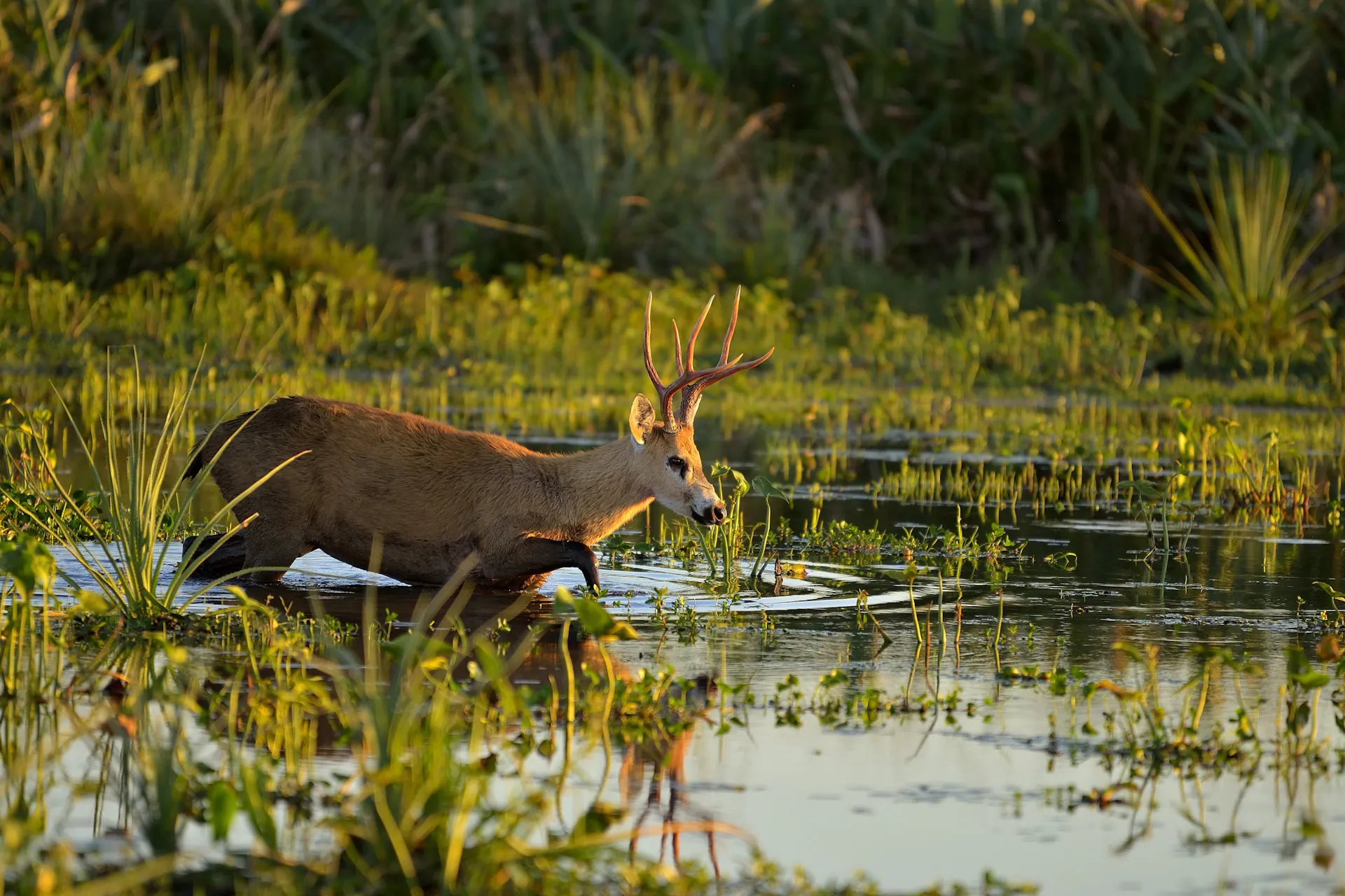 O Pantanal e outras zonas úmidas são heroínas climáticas esquecidas