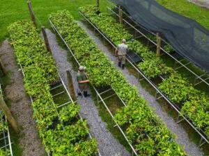 O futuro do agro brasileiro passa pela restauração florestal