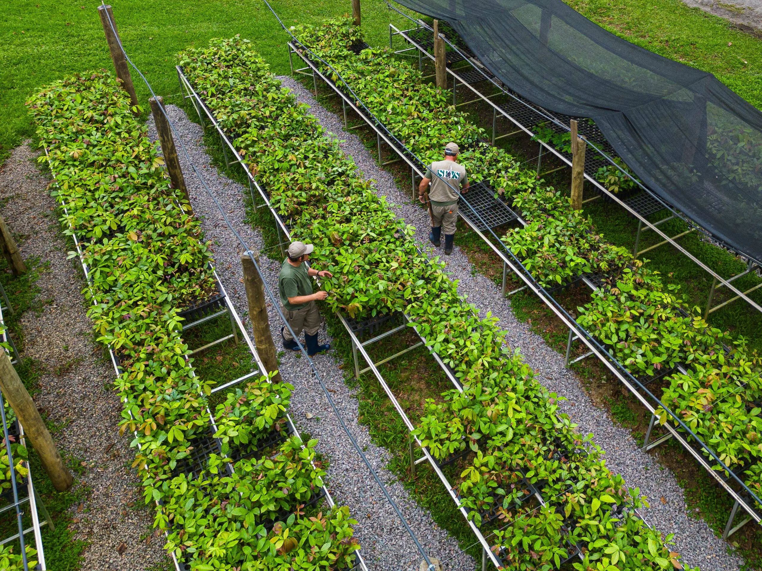 O futuro do agro brasileiro passa pela restauração florestal