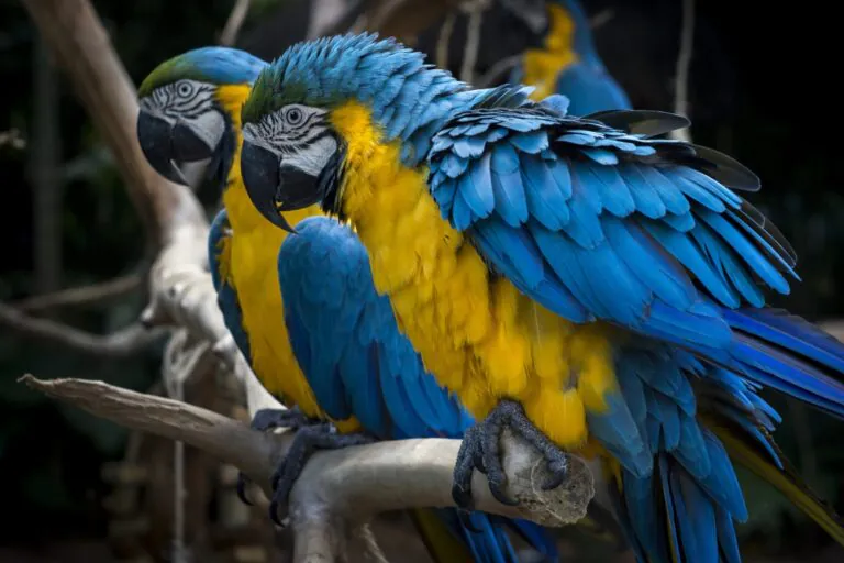 Refauna inicia financiamento coletivo para repovoar Parque Nacional Tijuca com araras-canindé