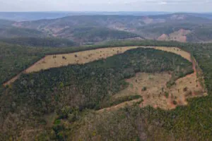 Satélites e inteligência geoespacial reforçam proteção da Mata Atlântica