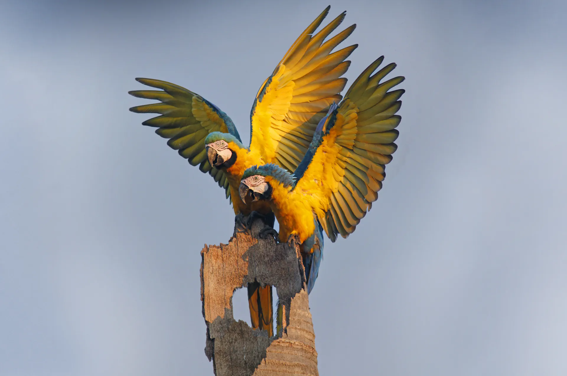 Sermão das araras – ((o))eco