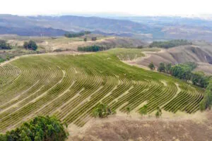 Suspensão do georreferenciamento de imóveis rurais ‘abre porta’ para a grilagem, alertam especialistas