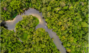 TFFF - A aposta do Brasil para salvar as florestas tropicais