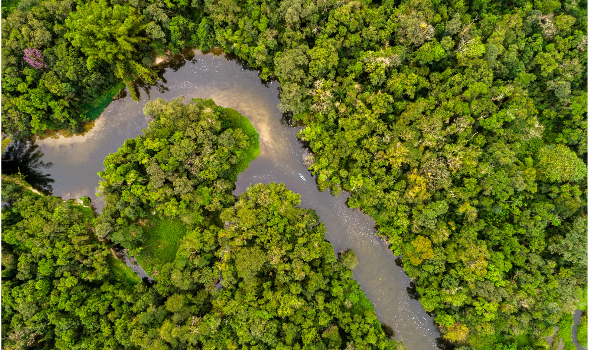 TFFF – A aposta do Brasil para salvar as florestas tropicais