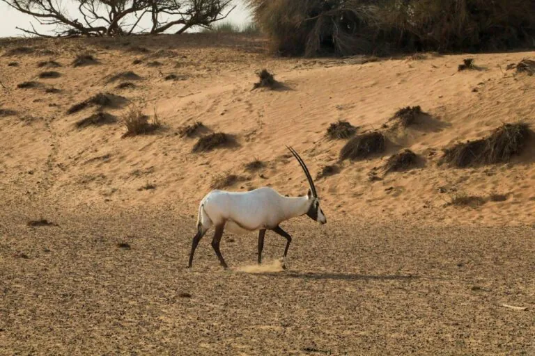 The other side of the United Arab Emirates and its efforts to conserve biodiversity