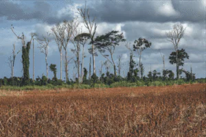 Brasil lançará na COP30 iniciativa global para recuperar áreas degradadas