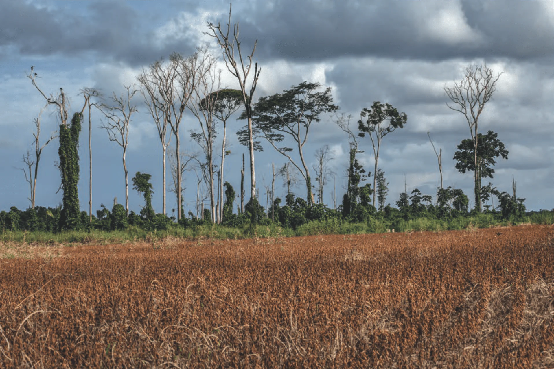 Brasil lançará na COP30 iniciativa global para recuperar áreas degradadas