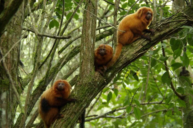 Duas novas reservas privadas para proteger o lar do mico-leão-dourado