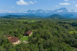 Entre Belém e a Mata Atlântica: a contribuição da SPVS e da conservação da biodiversidade na COP30