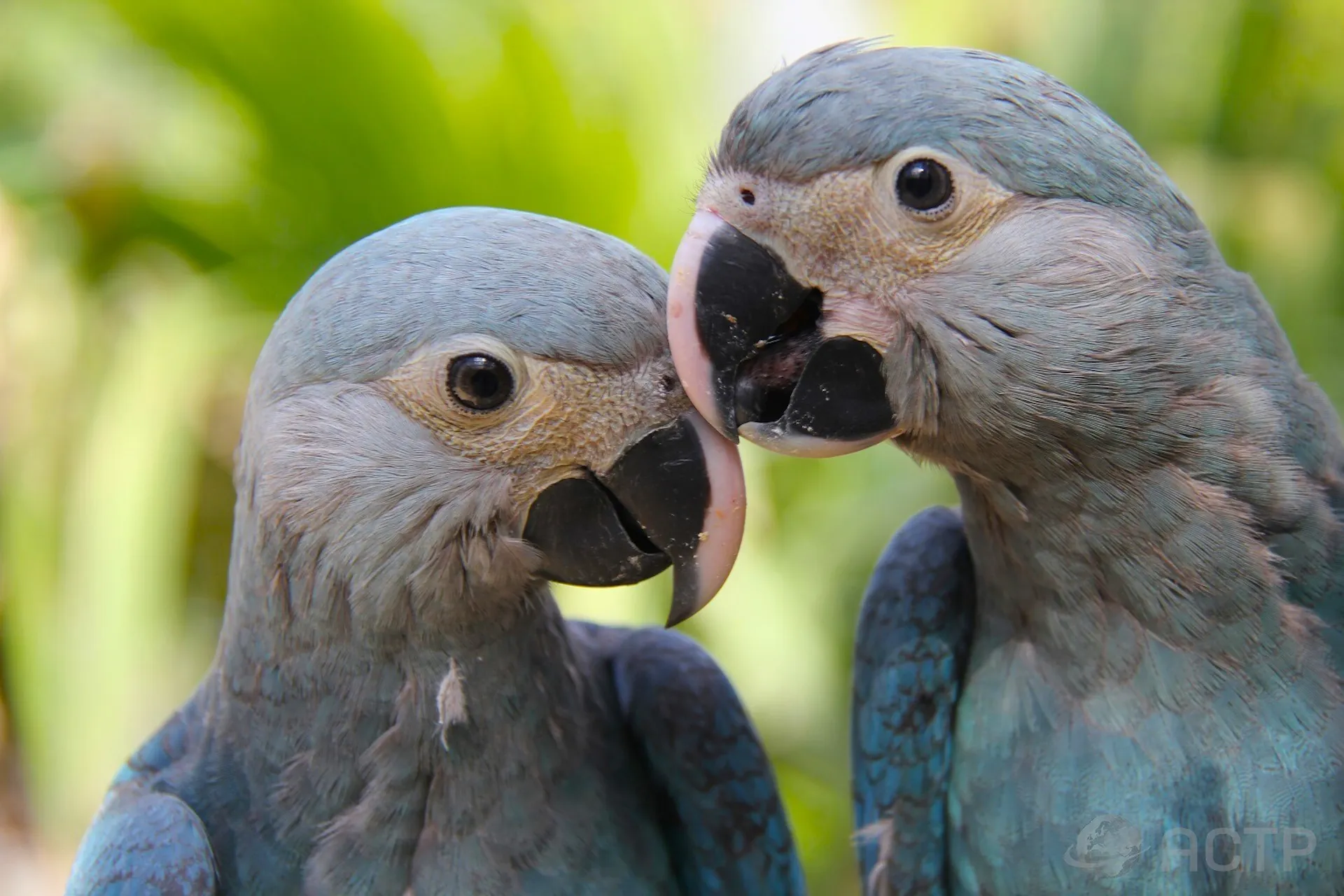 Governo quer saber origem do vírus que ameaça a volta das ararinhas à natureza