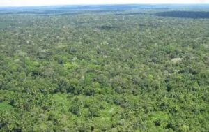 Justiça acata pedido do MPF e suspende projeto de carbono no Amazonas
