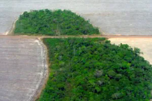 Mundo precisa cortar 60% do desmate se quiser zerá-lo até 2030