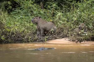ONGs reforçam elo entre biodiversidade e clima na COP 30 em Belém