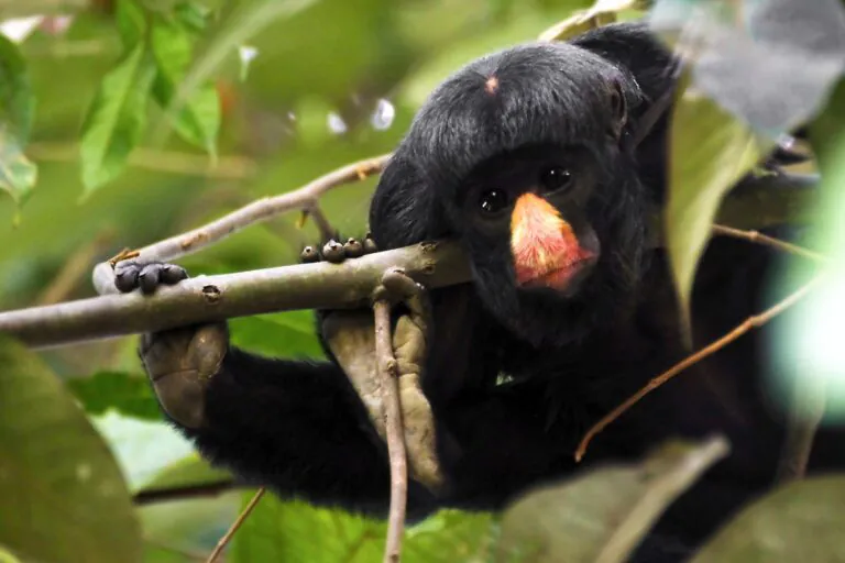 Pará ganha guia de bolso para identificação de primatas