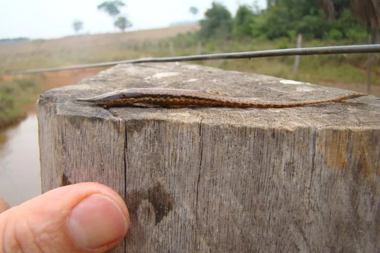 Pesquisadores descobrem menor espécie de peixe cascudo-graveto