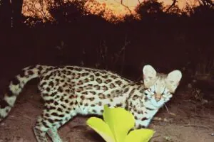 Projeto de lei ameaça um dos maiores refúgios de felinos do Brasil