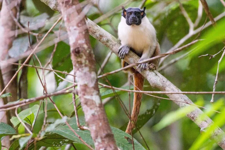 Amazonas é o estado brasileiro com maior número de primatas – veja o ranking!